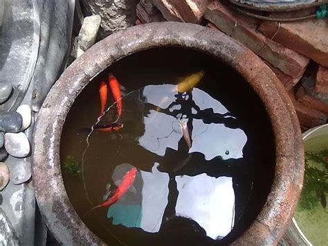 養魚水缸 橄榄树风水